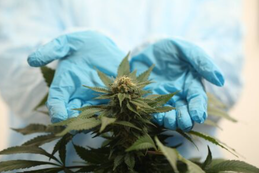 The Therapeutic Benefits Of Medical Cannabis